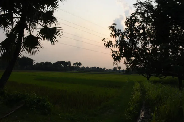 Ağaçlar ve yeşil çimlerle güzel bir gün batımı