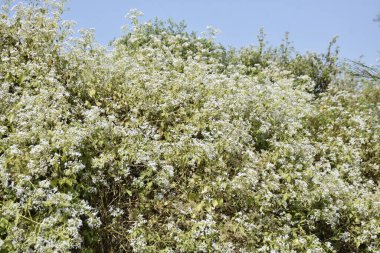 Vahşi İstilacı Keçi Otları Tropikal Ormanda Büyüyen Çiçekler.
