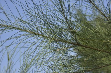 Ağaç dallarının yakın görüntüsü