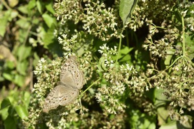 Göz kamaştırıcı Kelebek Yumuşak Bokeh 'li Zarif Beyaz Çıngıraklı Çiçeklere Dinleniyor