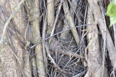 Kamuflajlı Doğu Bahçesi Kertenkelesi (Kalotes Versicolor) Banyan Ağacı Asmaları Arasında Saklanıyor