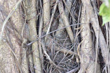 Kamuflajlı Doğu Bahçesi Kertenkelesi (Kalotes Versicolor) Banyan Ağacı Asmaları Arasında Saklanıyor