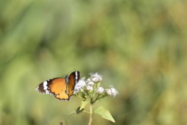 Siyam Otu 'na tünemiş Güzel Kelebek (Chromolaena Kodorata) Doğal Güneş Işığında Çiçekler