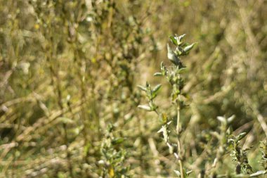 Taze Yeşil Susam Bitkileri Güneş Işıklı Tarım Alanında Yeşiller Büyüyor