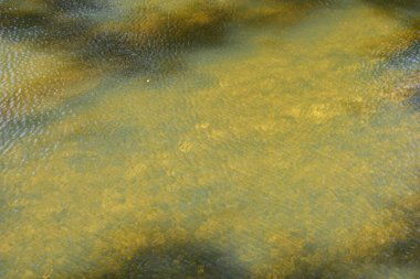 Terk Edilmiş Su Bitkileriyle Terk Edilmiş Bir Gölette Dramatik Bir Işık ve Gölge Etkileşimi.