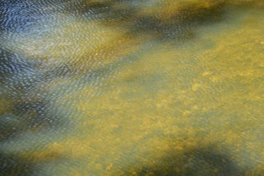 Terk Edilmiş Su Bitkileriyle Terk Edilmiş Bir Gölette Dramatik Bir Işık ve Gölge Etkileşimi.