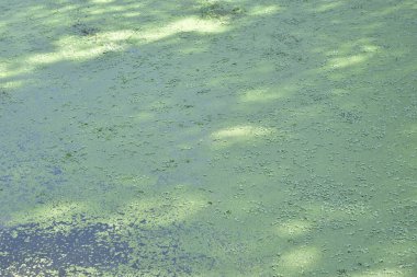 Terk Edilmiş Göl Yüzeyi Kış 'ta Canlı Yeşil Ördek Yosunu ile Kaplanmış