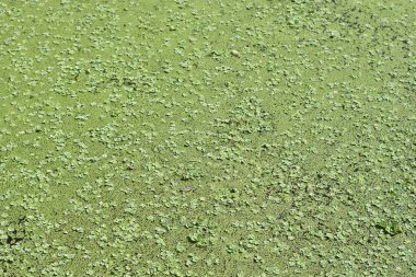 Terk Edilmiş Göl Yüzeyi Kış 'ta Canlı Yeşil Ördek Yosunu ile Kaplanmış