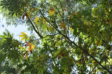 Bangladeş 'te Kış Boyunca Renkli Sonbahar Yapraklarıyla Güneş Işığı Ormanı