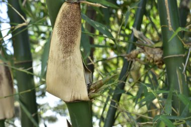 Bangladeş 'teki bir Kök Düğümünden Yerli Bambu Çekiminin Macro Çekimi