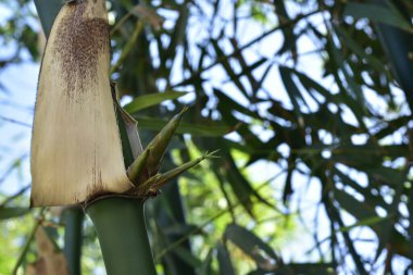 Bangladeş 'teki bir Kök Düğümünden Yerli Bambu Çekiminin Macro Çekimi