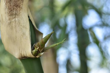 Bangladeş 'teki bir Kök Düğümünden Yerli Bambu Çekiminin Macro Çekimi