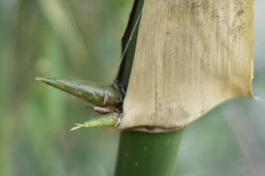 Bangladeş 'teki bir Kök Düğümünden Yerli Bambu Çekiminin Macro Çekimi