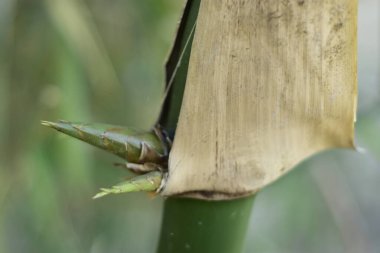 Bangladeş 'teki bir Kök Düğümünden Yerli Bambu Çekiminin Macro Çekimi
