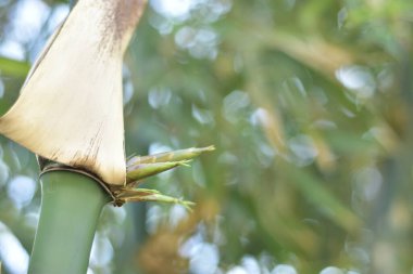 Bangladeş 'teki bir Kök Düğümünden Yerli Bambu Çekiminin Macro Çekimi