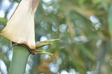 Bangladeş 'teki bir Kök Düğümünden Yerli Bambu Çekiminin Macro Çekimi