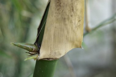 Bangladeş 'teki bir Kök Düğümünden Yerli Bambu Çekiminin Macro Çekimi