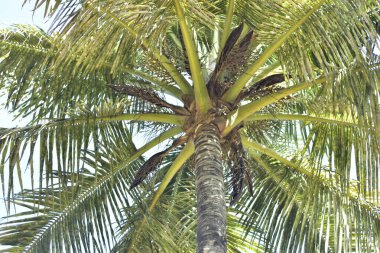 Parlak Yeşil Hindistan Cevizi Palmiye Önleri Parlak Mavi Gökyüzüne Karşı