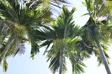 Areca Nut Palmiye Çiçeği