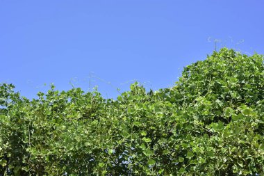 Bereketli Yeşil Sümbül Fasulye Asması Açık Mavi Gökyüzüne Karşı