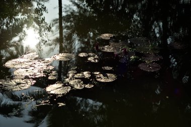 Nilüferler yeşil yapraklar ve pembe tomurcuklarla durgun bir gölette yüzerler, doğa, ekoloji, farkındalık ve çevre tasarım kullanımı için ideal sakin bir sulak alan yaratırlar..