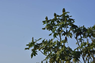 Yeşil çekirdek kümeleri (Castor fasülyesi bitkisi) yapraklı bir gövdede doğal ışıkta yetişerek tropikal bitki örtüsü, tıbbi bitkiler ve tarım botaniklerini ön plana çıkarırlar..