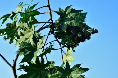 Yeşil çekirdek kümeleri (Castor fasülyesi bitkisi) yapraklı bir gövdede doğal ışıkta yetişerek tropikal bitki örtüsü, tıbbi bitkiler ve tarım botaniklerini ön plana çıkarırlar..