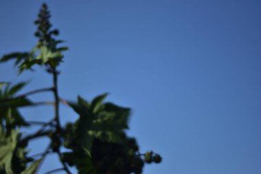 Yeşil çekirdek kümeleri (Castor fasülyesi bitkisi) yapraklı bir gövdede doğal ışıkta yetişerek tropikal bitki örtüsü, tıbbi bitkiler ve tarım botaniklerini ön plana çıkarırlar..