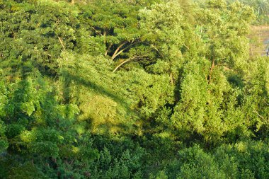 Coxs Bazar, Bangladeş 'teki Bakkhali Nehri boyunca uzanan Mangrove ormanı, sakin mavi su ve yoğun yeşil bitki örtüsüyle kıyı suları ekosistemi ve doğal nehir manzarasını göstermektedir..