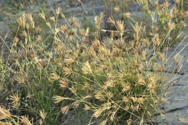 Tüylü Rodos otları (Chloris virgata), rahatsız bir yol kenarında yetişen ve yabani ot dokusu, tohum yapısı ve doğal karasal bitki örtüsünü gösteren parmak benzeri tohum başlıklarına sahiptir..
