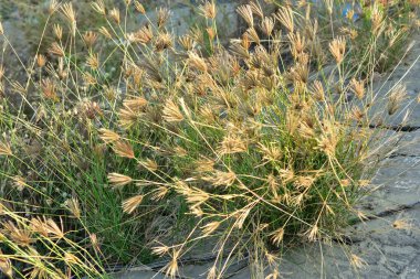 Tüylü Rodos otları (Chloris virgata), rahatsız bir yol kenarında yetişen ve yabani ot dokusu, tohum yapısı ve doğal karasal bitki örtüsünü gösteren parmak benzeri tohum başlıklarına sahiptir..