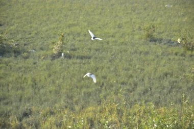 Çayırdaki beyaz leylek, vahşi yaşam