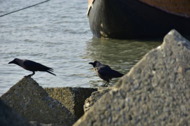 Kara kargalar, nehir suyunun kenarındaki dokulu kayalara tüneyerek doğal bir sahil şeridinde doğa ve yayın tasarımı için uygun sakin bir yaban hayatı davranışı yakaladılar..