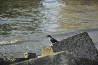 Kara kargalar, nehir suyunun kenarındaki dokulu kayalara tüneyerek doğal bir sahil şeridinde doğa ve yayın tasarımı için uygun sakin bir yaban hayatı davranışı yakaladılar..