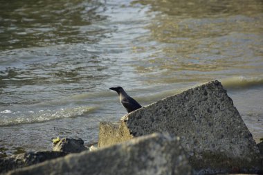 Kara kargalar, nehir suyunun kenarındaki dokulu kayalara tüneyerek doğal bir sahil şeridinde doğa ve yayın tasarımı için uygun sakin bir yaban hayatı davranışı yakaladılar..
