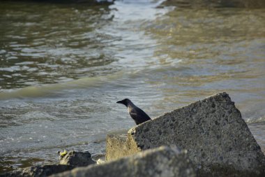 Kara kargalar, nehir suyunun kenarındaki dokulu kayalara tüneyerek doğal bir sahil şeridinde doğa ve yayın tasarımı için uygun sakin bir yaban hayatı davranışı yakaladılar..