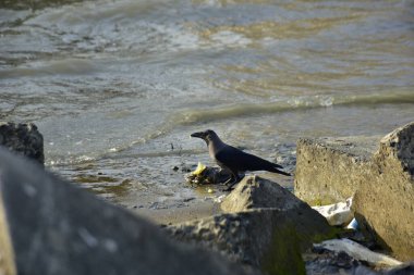 Kara kargalar, nehir suyunun kenarındaki dokulu kayalara tüneyerek doğal bir sahil şeridinde doğa ve yayın tasarımı için uygun sakin bir yaban hayatı davranışı yakaladılar..