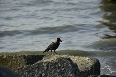 Kara kargalar, nehir suyunun kenarındaki dokulu kayalara tüneyerek doğal bir sahil şeridinde doğa ve yayın tasarımı için uygun sakin bir yaban hayatı davranışı yakaladılar..