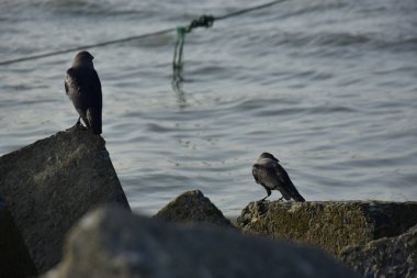 Kara kargalar, nehir suyunun kenarındaki dokulu kayalara tüneyerek doğal bir sahil şeridinde doğa ve yayın tasarımı için uygun sakin bir yaban hayatı davranışı yakaladılar..