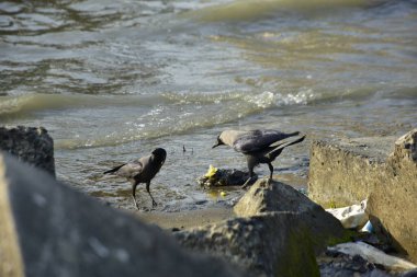 Kara kargalar, nehir suyunun kenarındaki dokulu kayalara tüneyerek doğal bir sahil şeridinde doğa ve yayın tasarımı için uygun sakin bir yaban hayatı davranışı yakaladılar..