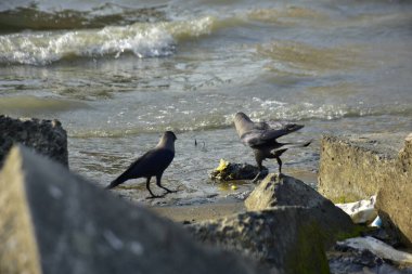 Kara kargalar, nehir suyunun kenarındaki dokulu kayalara tüneyerek doğal bir sahil şeridinde doğa ve yayın tasarımı için uygun sakin bir yaban hayatı davranışı yakaladılar..