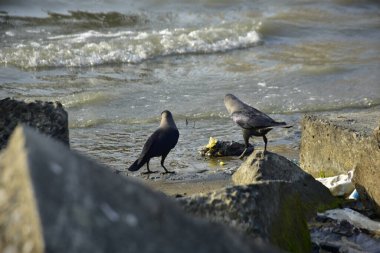 Kara kargalar, nehir suyunun kenarındaki dokulu kayalara tüneyerek doğal bir sahil şeridinde doğa ve yayın tasarımı için uygun sakin bir yaban hayatı davranışı yakaladılar..