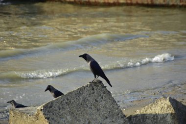 Kara kargalar, nehir suyunun kenarındaki dokulu kayalara tüneyerek doğal bir sahil şeridinde doğa ve yayın tasarımı için uygun sakin bir yaban hayatı davranışı yakaladılar..