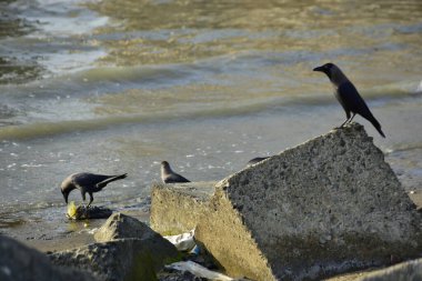 Kara kargalar, nehir suyunun kenarındaki dokulu kayalara tüneyerek doğal bir sahil şeridinde doğa ve yayın tasarımı için uygun sakin bir yaban hayatı davranışı yakaladılar..