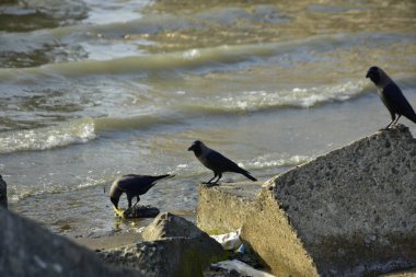 Kara kargalar, nehir suyunun kenarındaki dokulu kayalara tüneyerek doğal bir sahil şeridinde doğa ve yayın tasarımı için uygun sakin bir yaban hayatı davranışı yakaladılar..