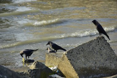 Kara kargalar, nehir suyunun kenarındaki dokulu kayalara tüneyerek doğal bir sahil şeridinde doğa ve yayın tasarımı için uygun sakin bir yaban hayatı davranışı yakaladılar..
