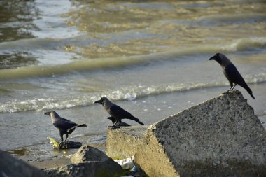 Kara kargalar, nehir suyunun kenarındaki dokulu kayalara tüneyerek doğal bir sahil şeridinde doğa ve yayın tasarımı için uygun sakin bir yaban hayatı davranışı yakaladılar..