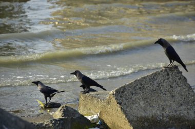Kara kargalar, nehir suyunun kenarındaki dokulu kayalara tüneyerek doğal bir sahil şeridinde doğa ve yayın tasarımı için uygun sakin bir yaban hayatı davranışı yakaladılar..
