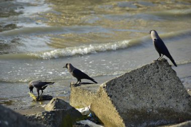 Deniz kıyısında siyah ve sarı martı kuşları.