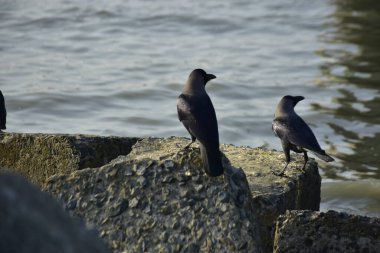 Kara kargalar, nehir suyunun kenarındaki dokulu kayalara tüneyerek doğal bir sahil şeridinde doğa ve yayın tasarımı için uygun sakin bir yaban hayatı davranışı yakaladılar..